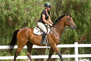 HorsesForSale