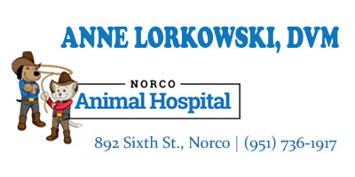 Ann-Lorkowski-DVM